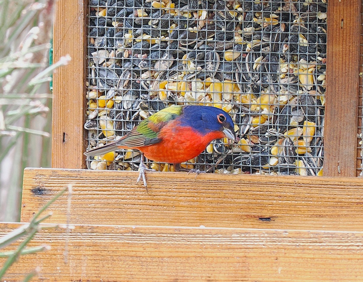 papežík zelenohřbetý - ML646699928