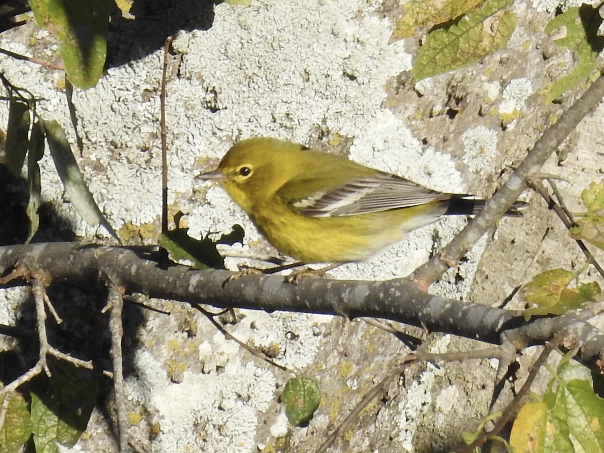 Pine Warbler - ML646699929