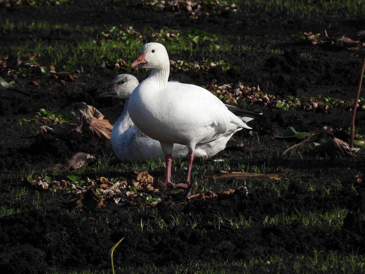 Snow Goose - ML646699930