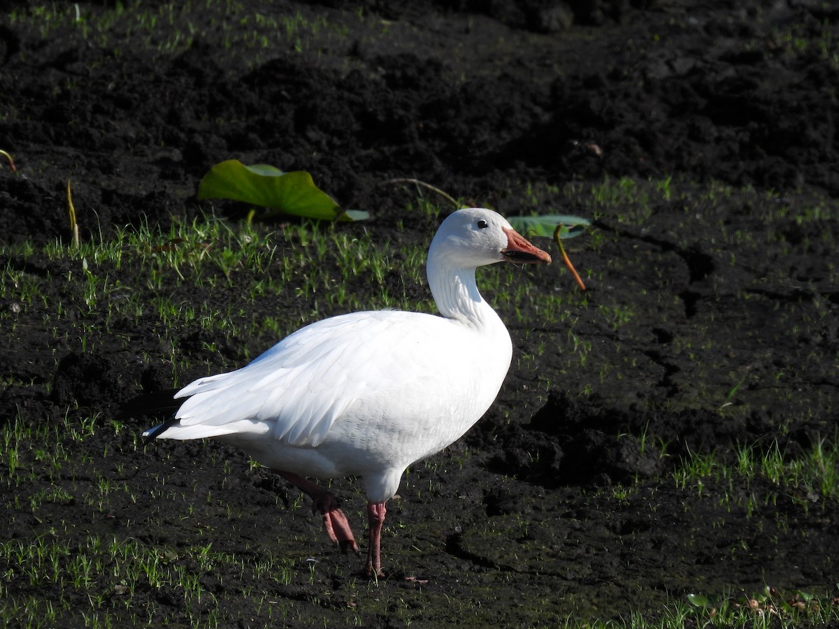 Snow Goose - ML646699931
