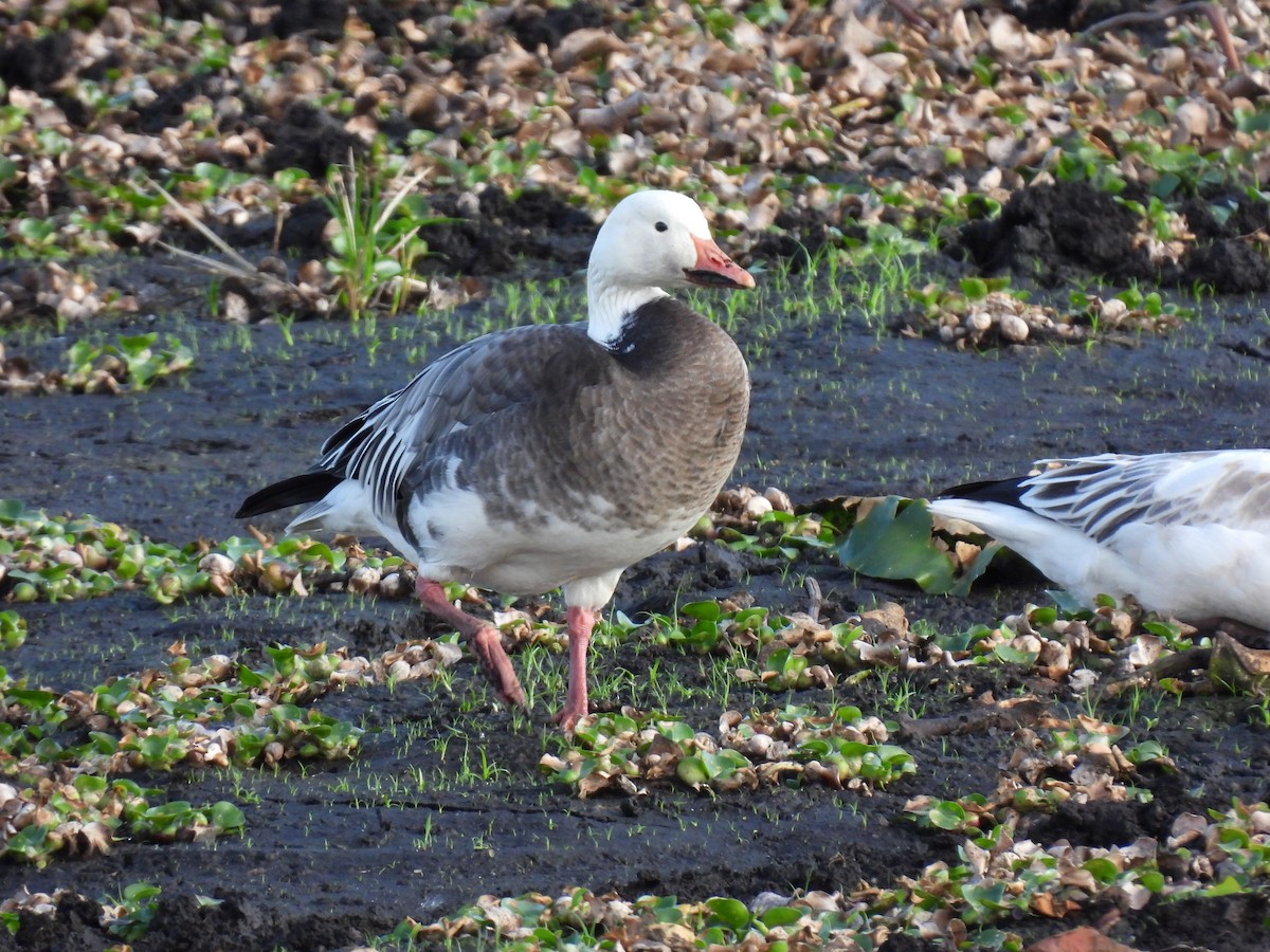 Snow Goose - ML646699932