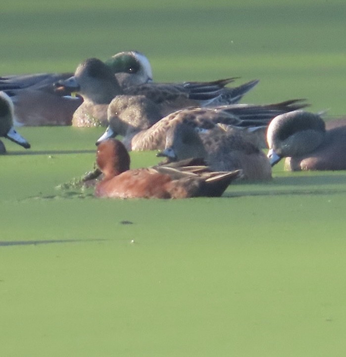 Чирянка руда - ML646699933