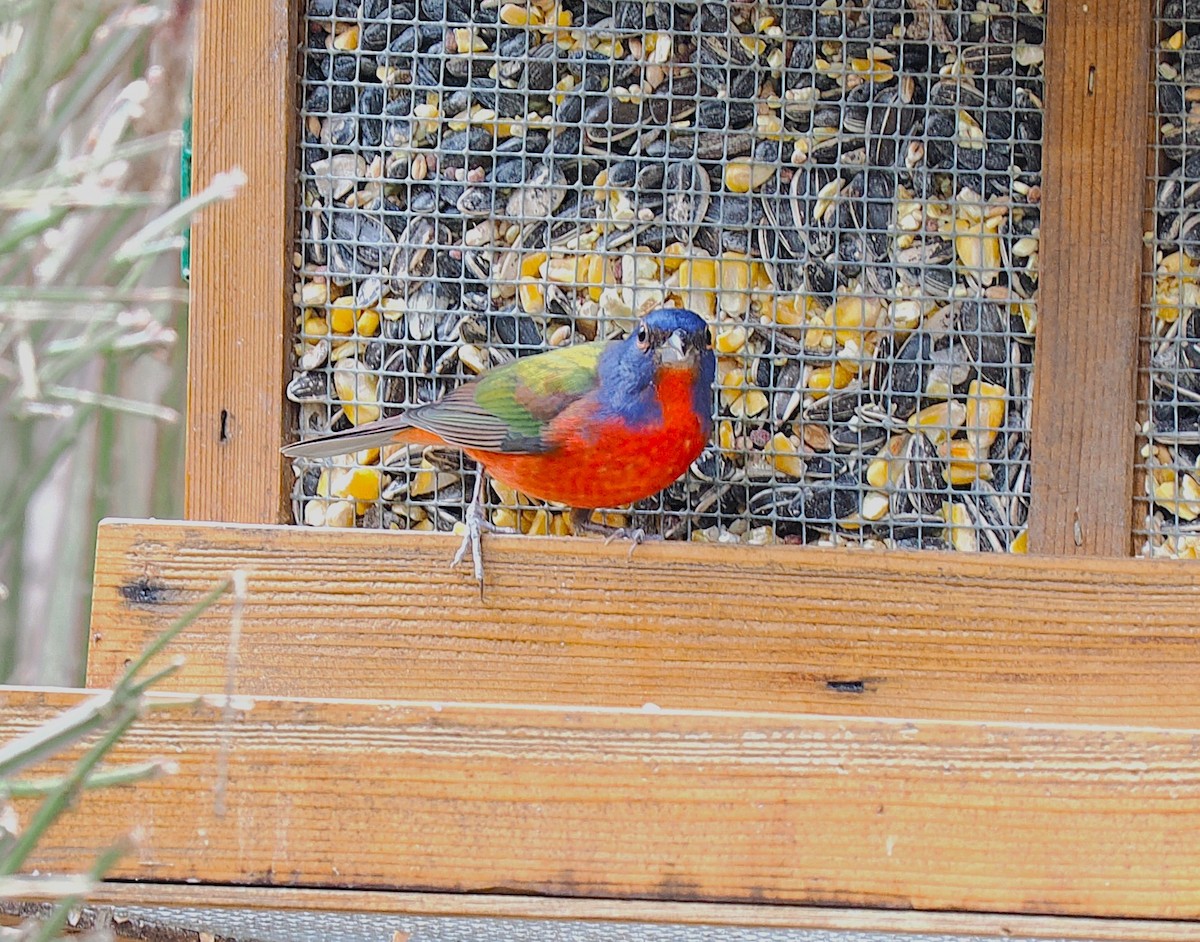 papežík zelenohřbetý - ML646699934