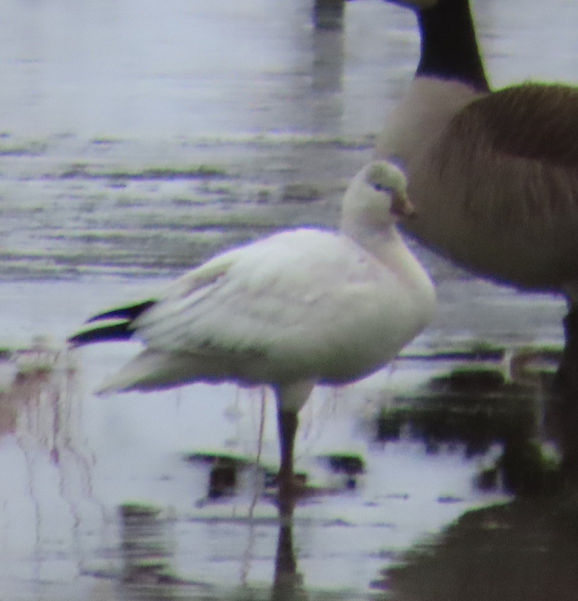 Ross's Goose - ML646699935