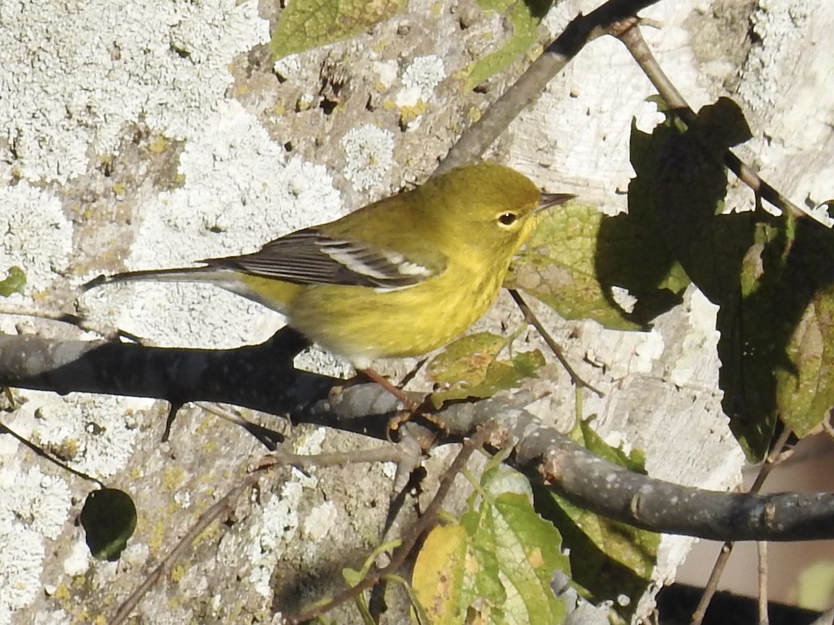 Pine Warbler - ML646699941