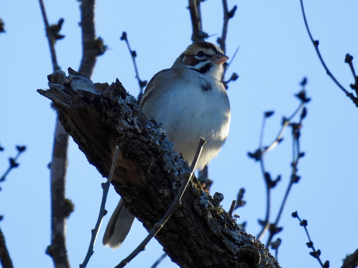 Lark Sparrow - ML646699944