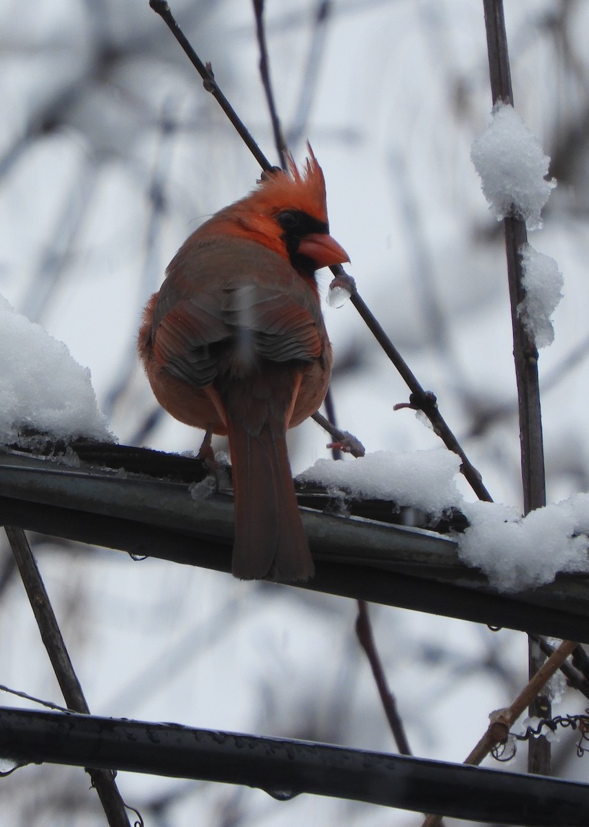 Northern Cardinal - ML646699945
