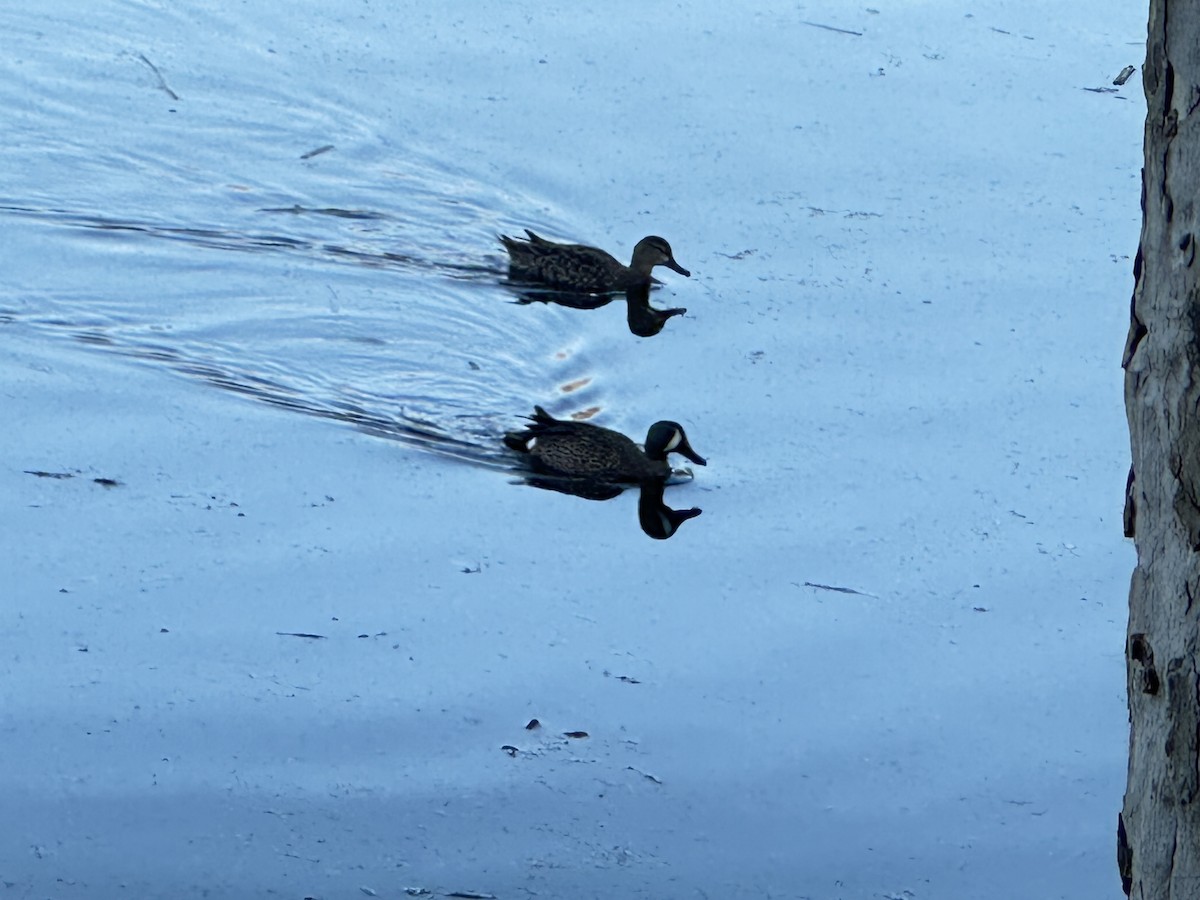 Zertzeta hegalurdina - ML646699946