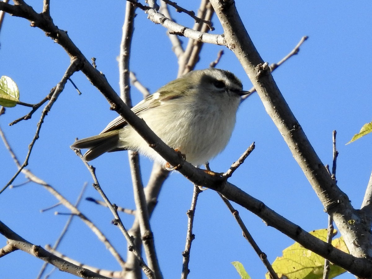 Golden-crowned Kinglet - ML646699947