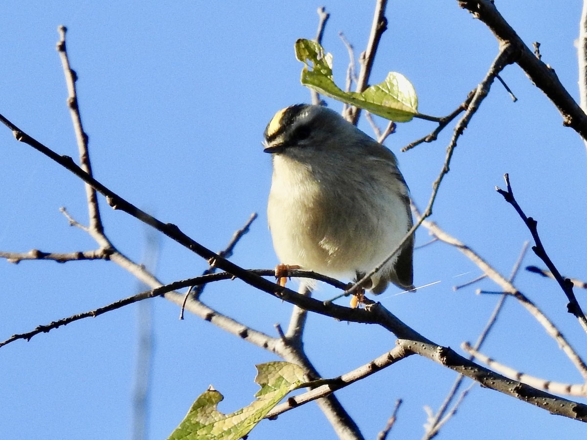 Golden-crowned Kinglet - ML646699949
