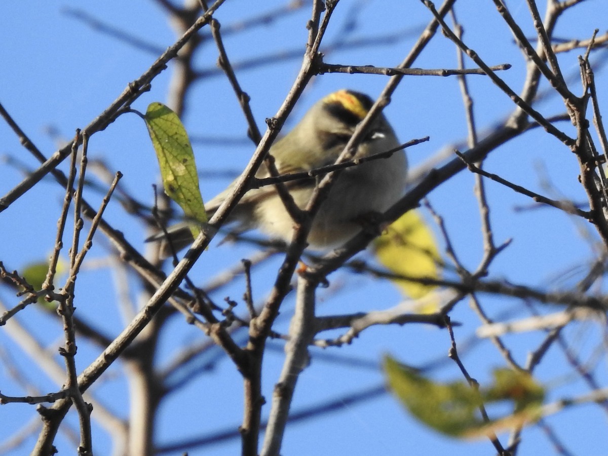 Golden-crowned Kinglet - ML646699952
