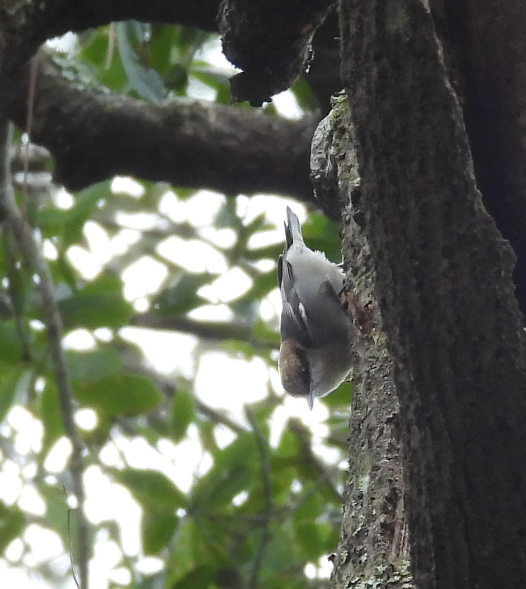 Sittelle à tête brune - ML646699954