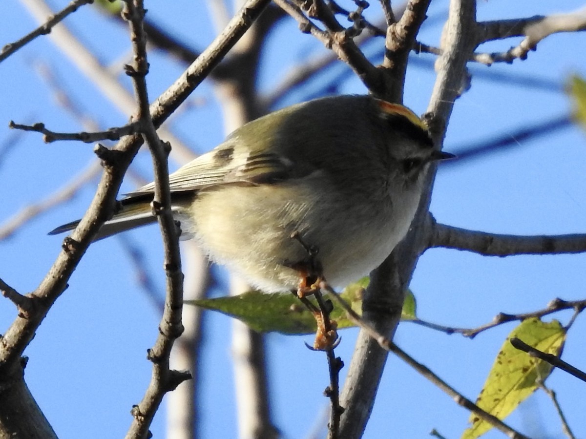 Golden-crowned Kinglet - ML646699956