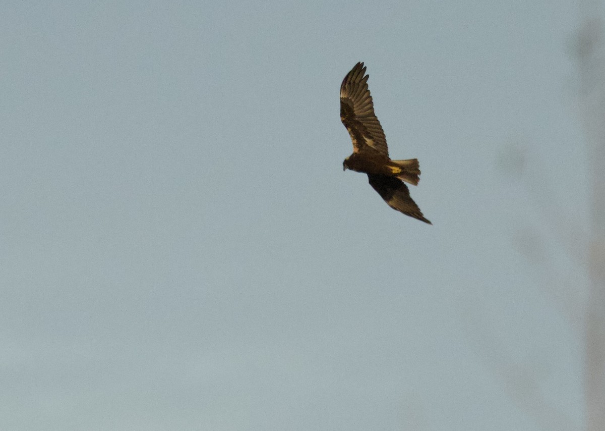 Western Marsh Harrier - ML646699957