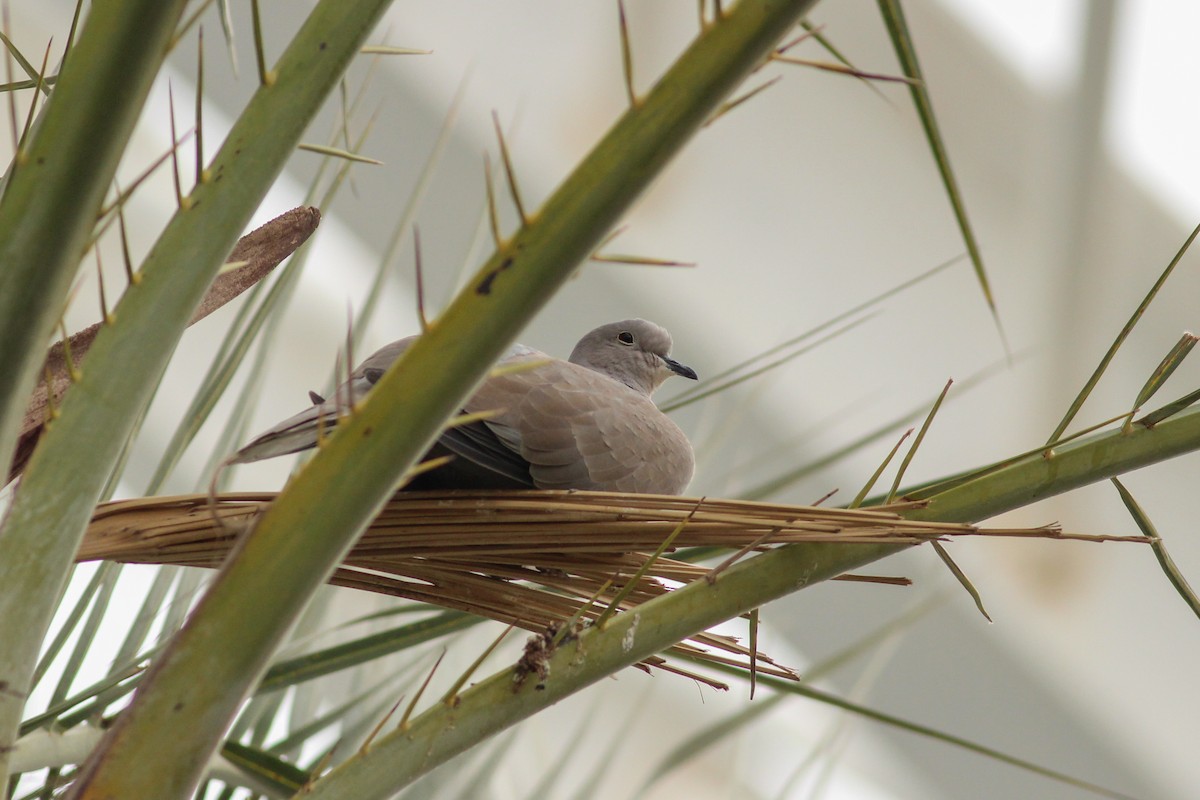 Буулгат хүүрзгэнэ - ML646699958