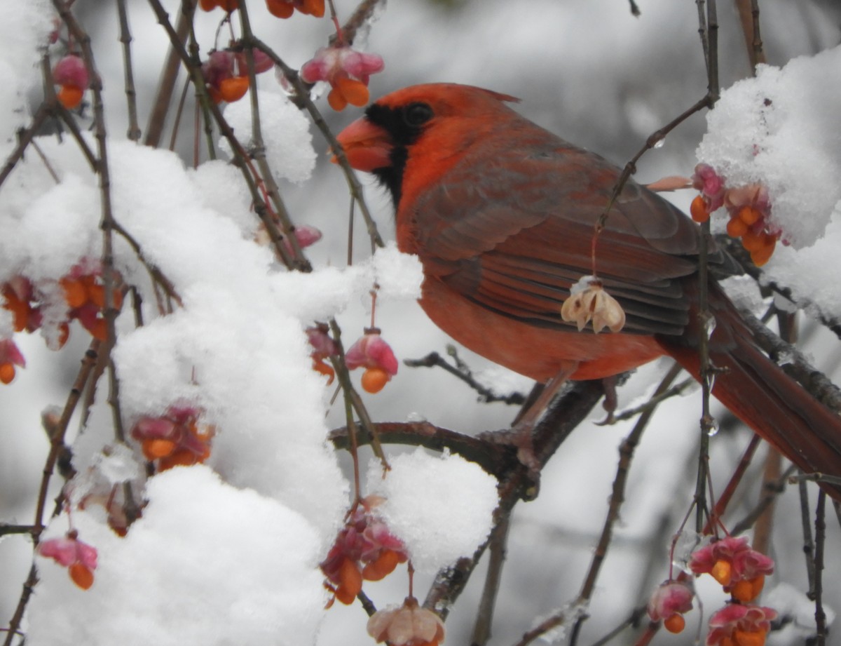 Northern Cardinal - ML646699959