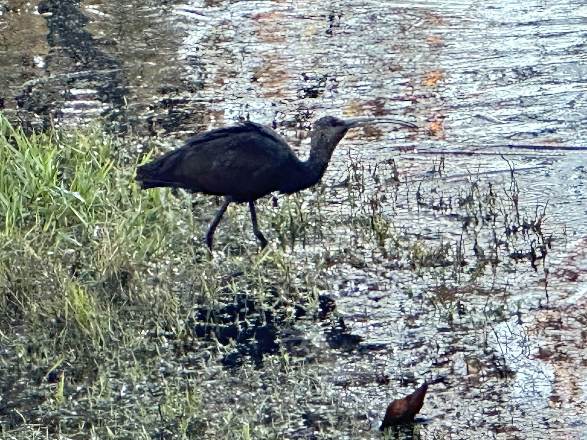 Коровайка американська - ML646699963