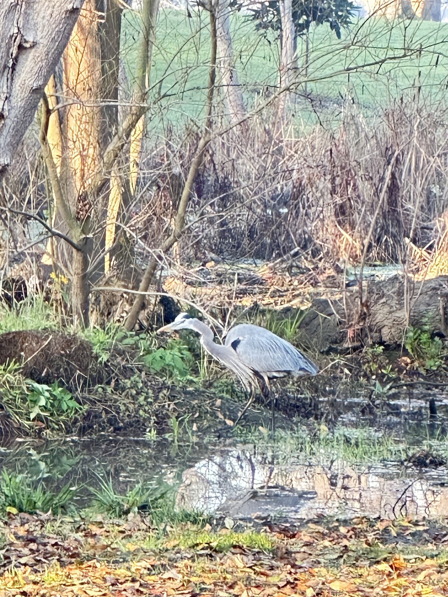 Чапля північна - ML646699967