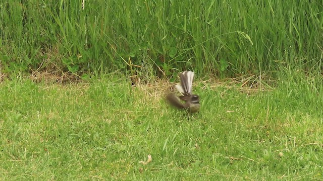 New Zealand Fantail - ML646699971