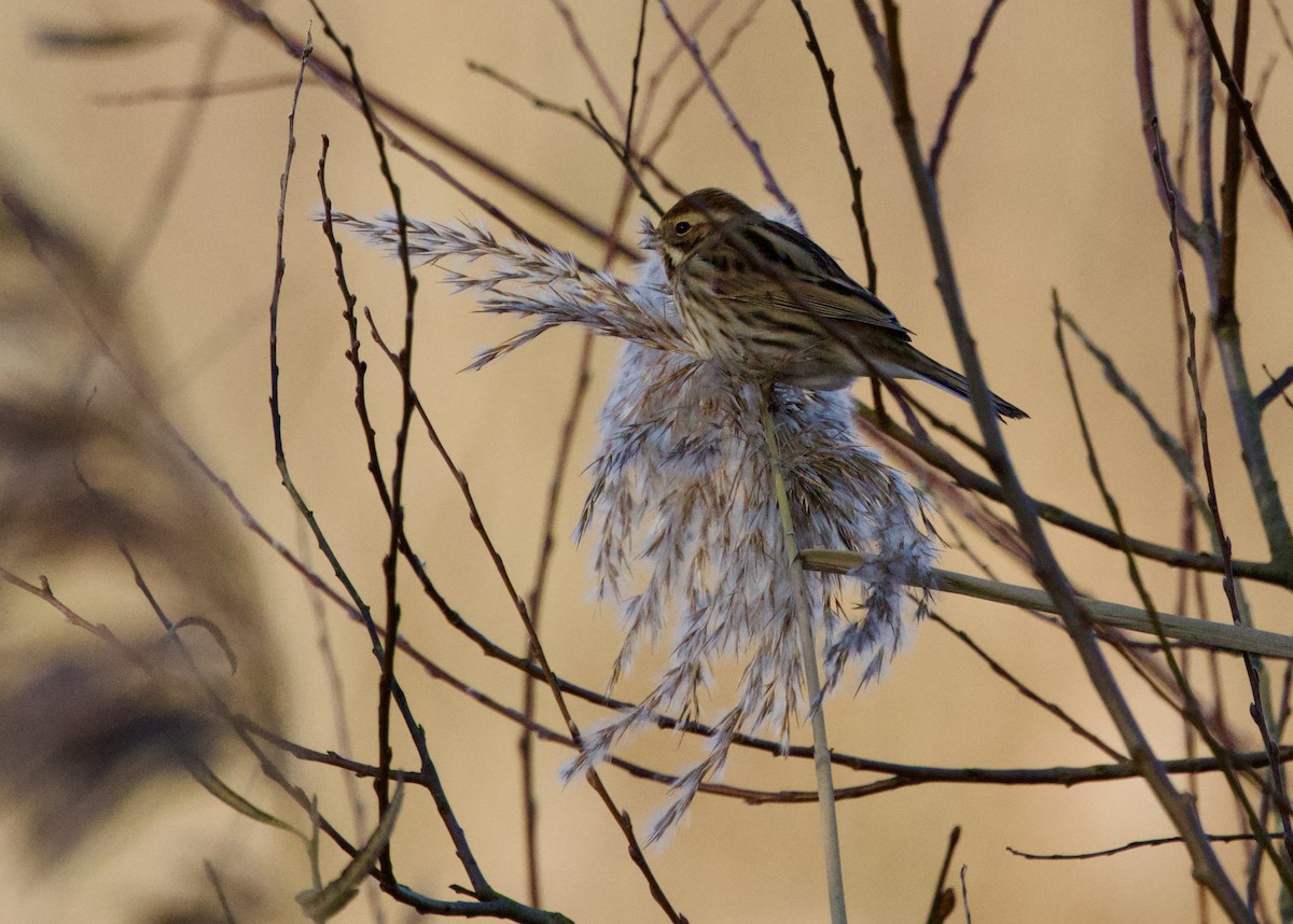 Reed Bunting - ML646699972