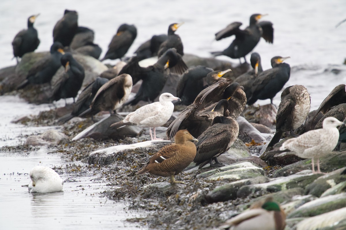 カワウ - ML646699983