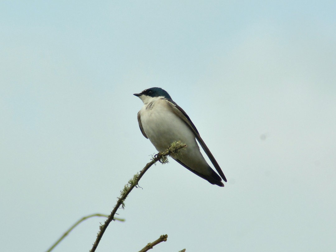 White-rumped Swallow - ML646699984