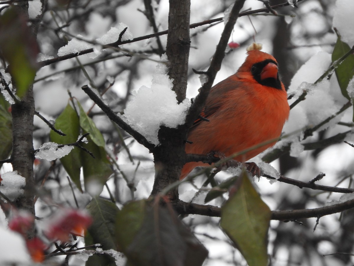 ショウジョウコウカンチョウ - ML646699985