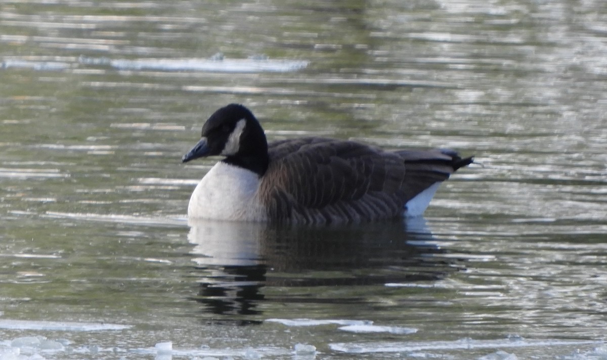 berneška velká - ML646699987