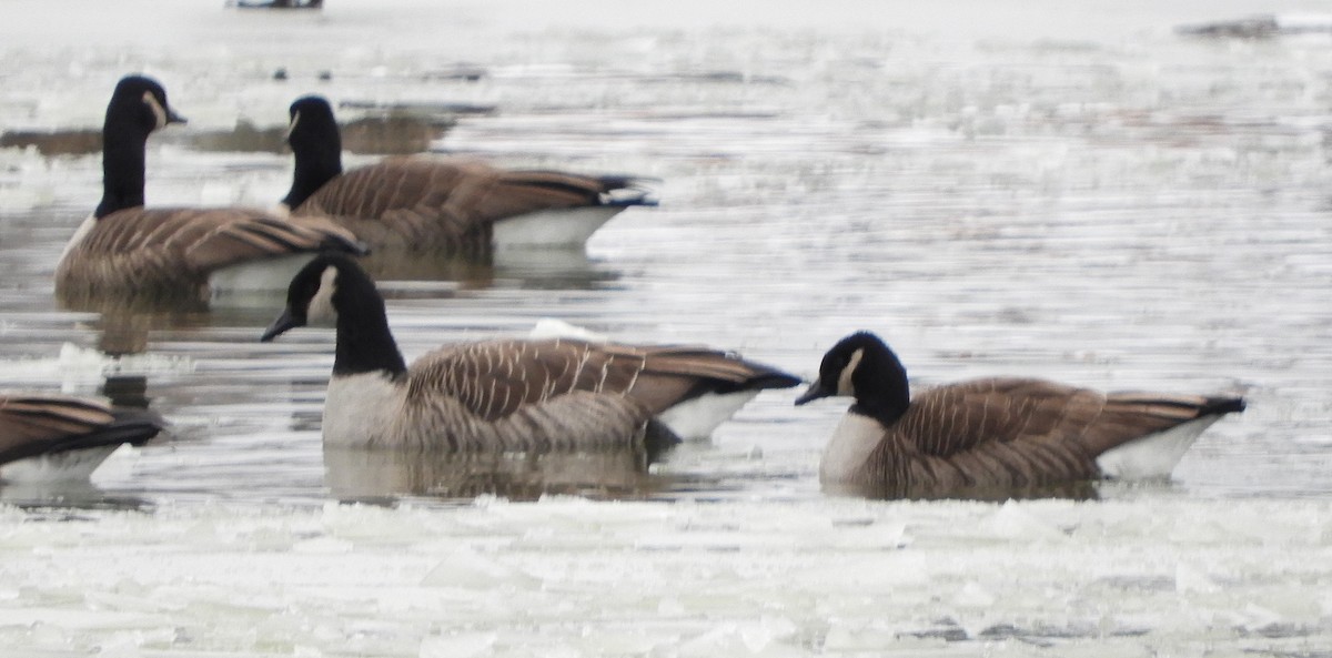 カナダガン - ML646699988