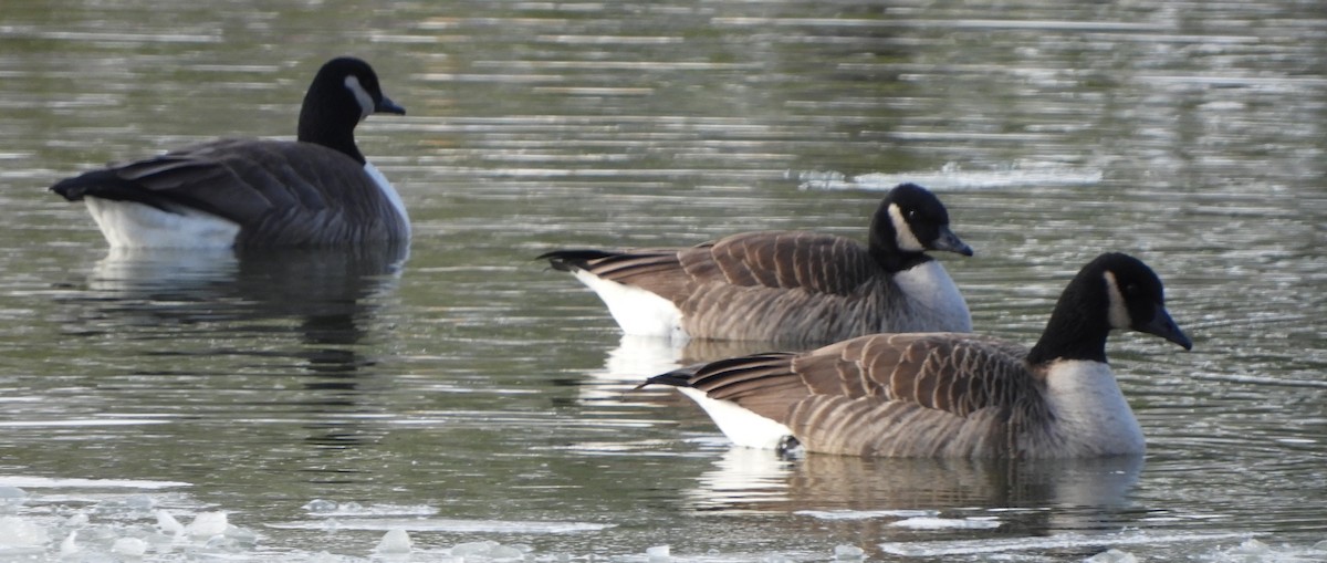 カナダガン - ML646699990