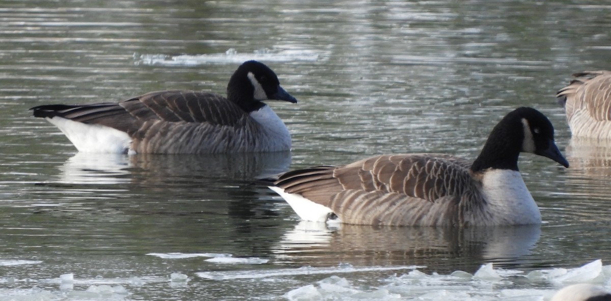 berneška velká - ML646699991