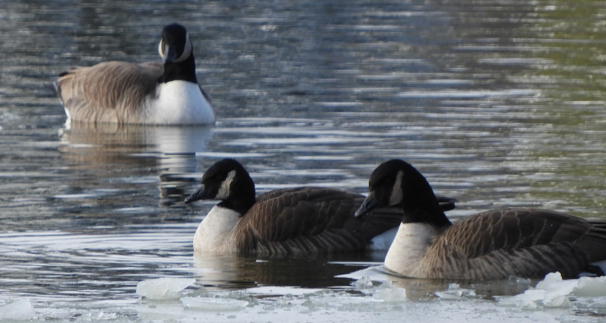 berneška velká - ML646699992