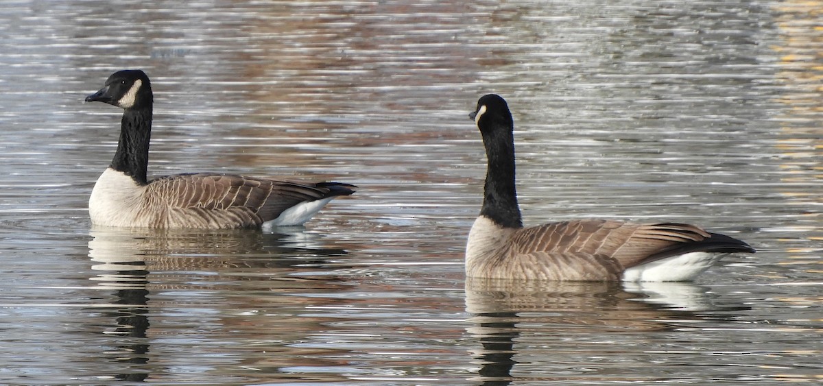 berneška velká - ML646699994