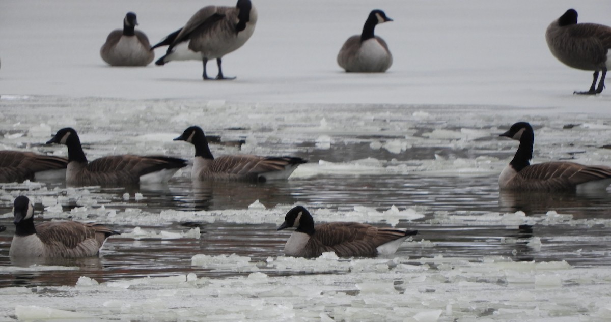 カナダガン - ML646699995