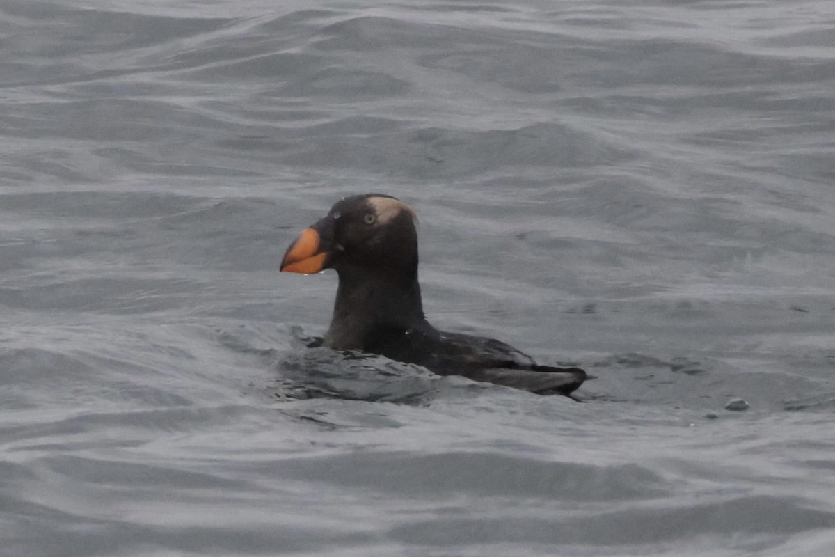 エトピリカ - ML646699996