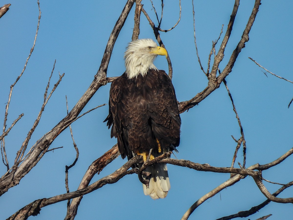 ハクトウワシ - ML646699997