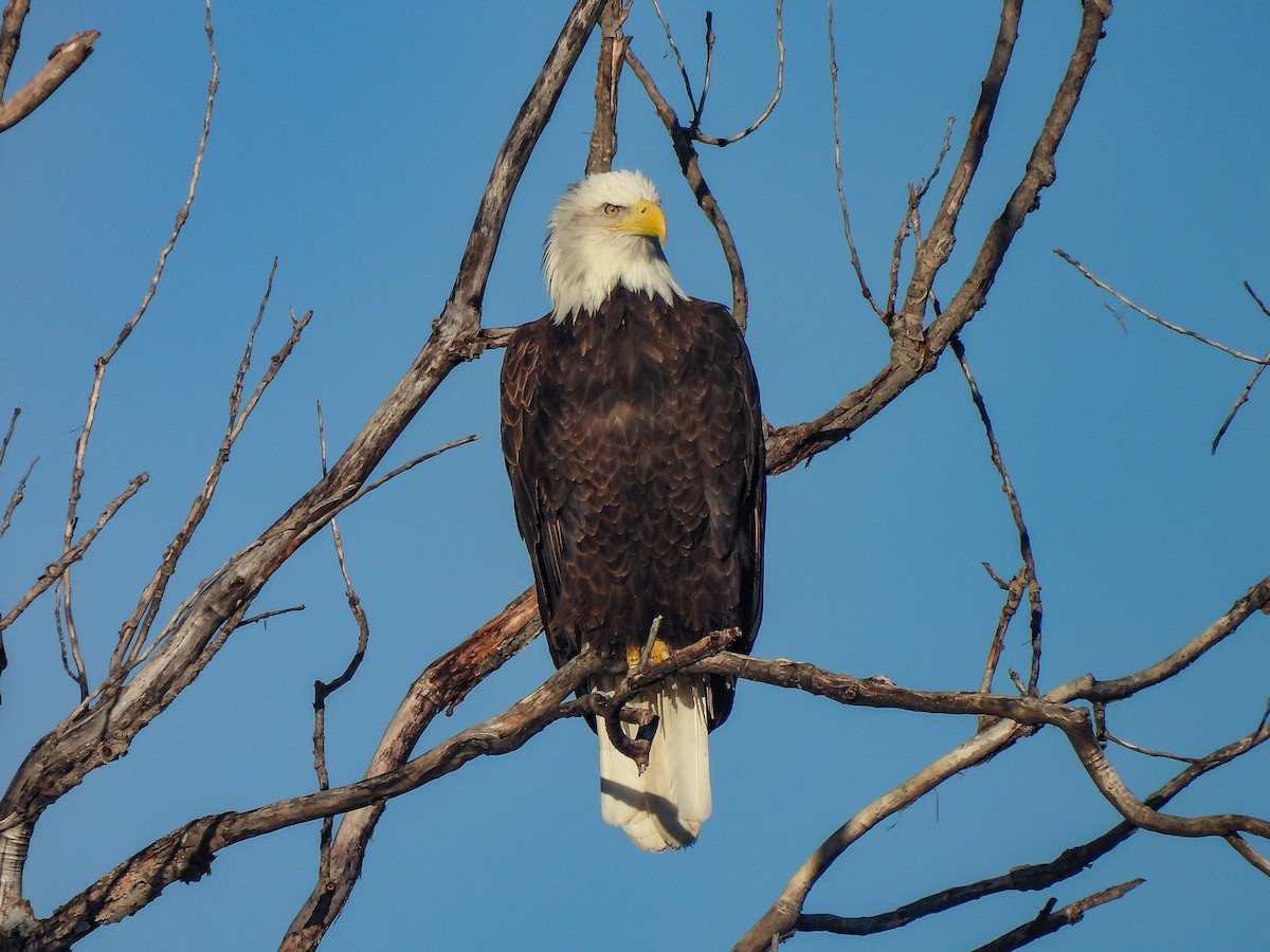 ハクトウワシ - ML646699998