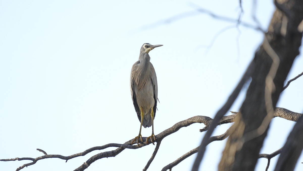 カオジロサギ - ML646699999