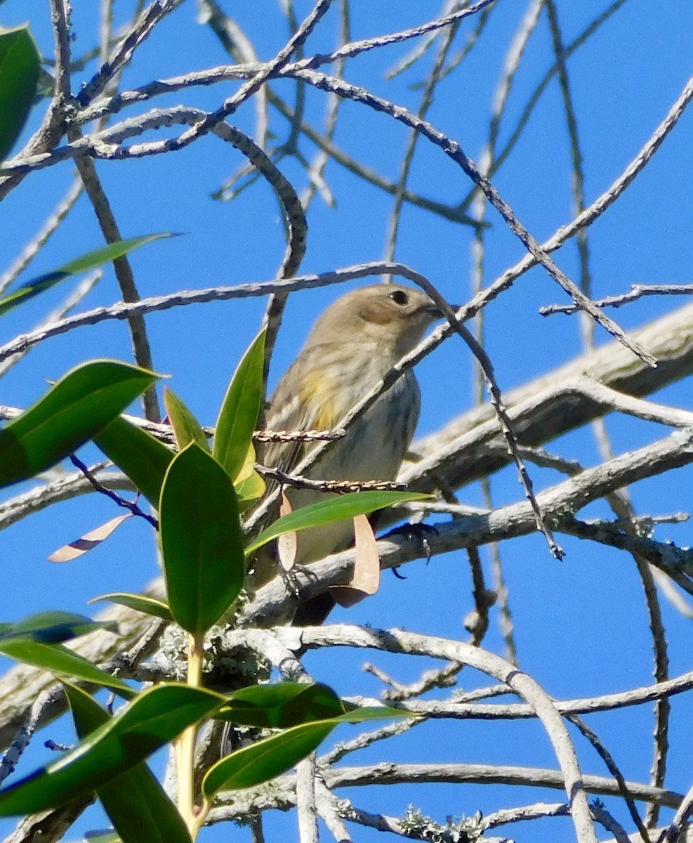 キヅタアメリカムシクイ - ML646700000