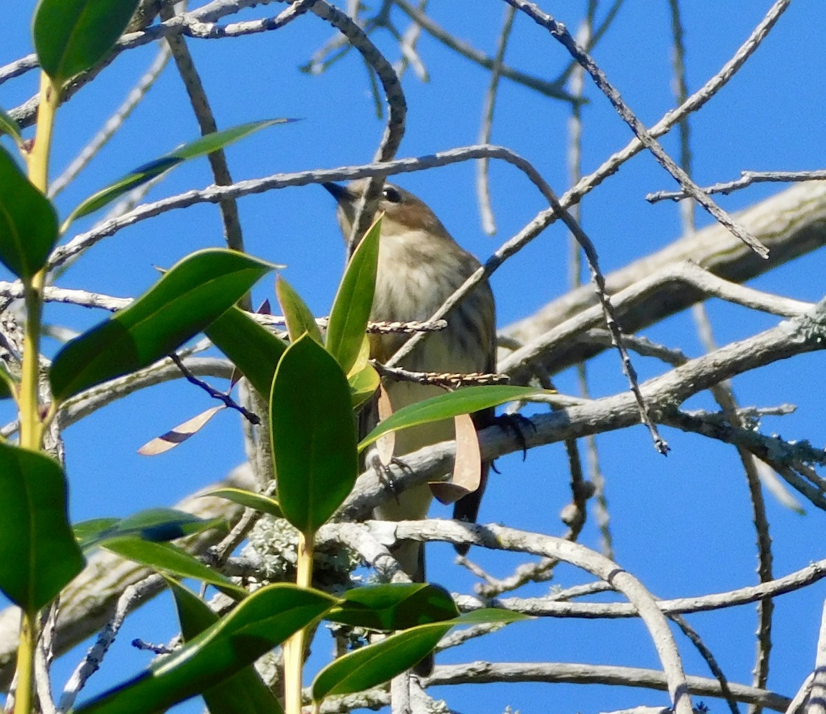 キヅタアメリカムシクイ - ML646700001