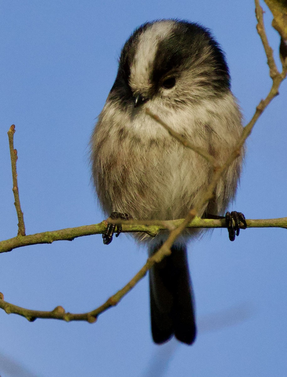 エナガ - ML646700002