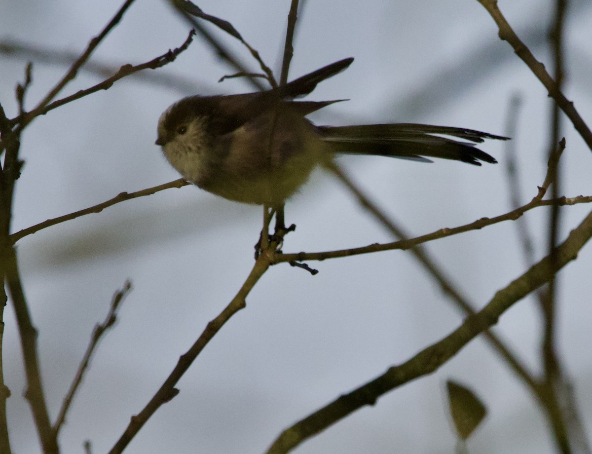 エナガ - ML646700004