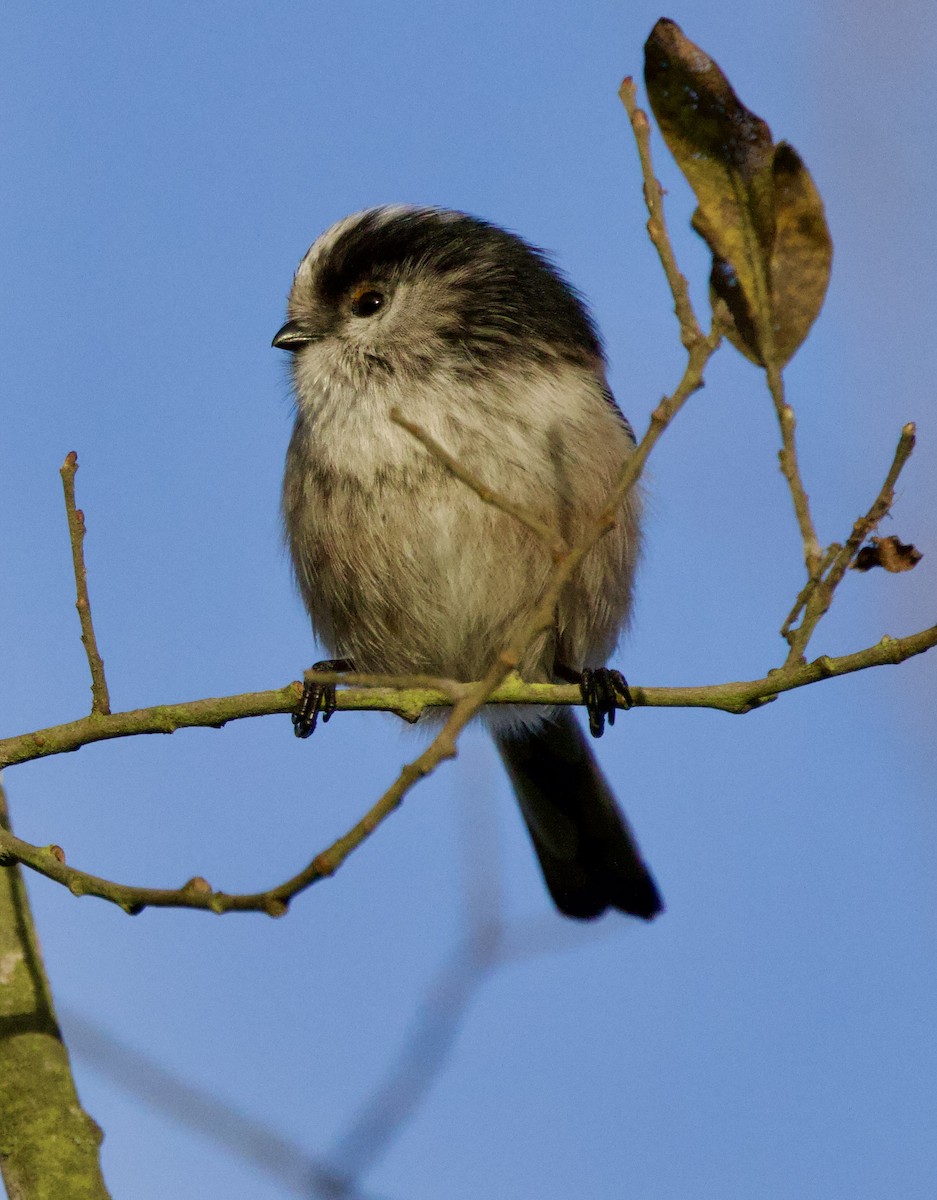 エナガ - ML646700005