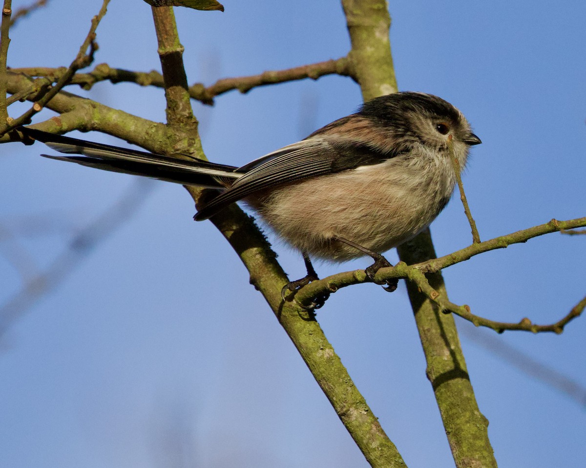 エナガ - ML646700006