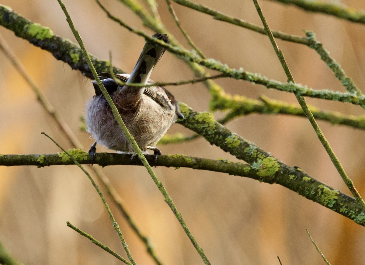 エナガ - ML646700007