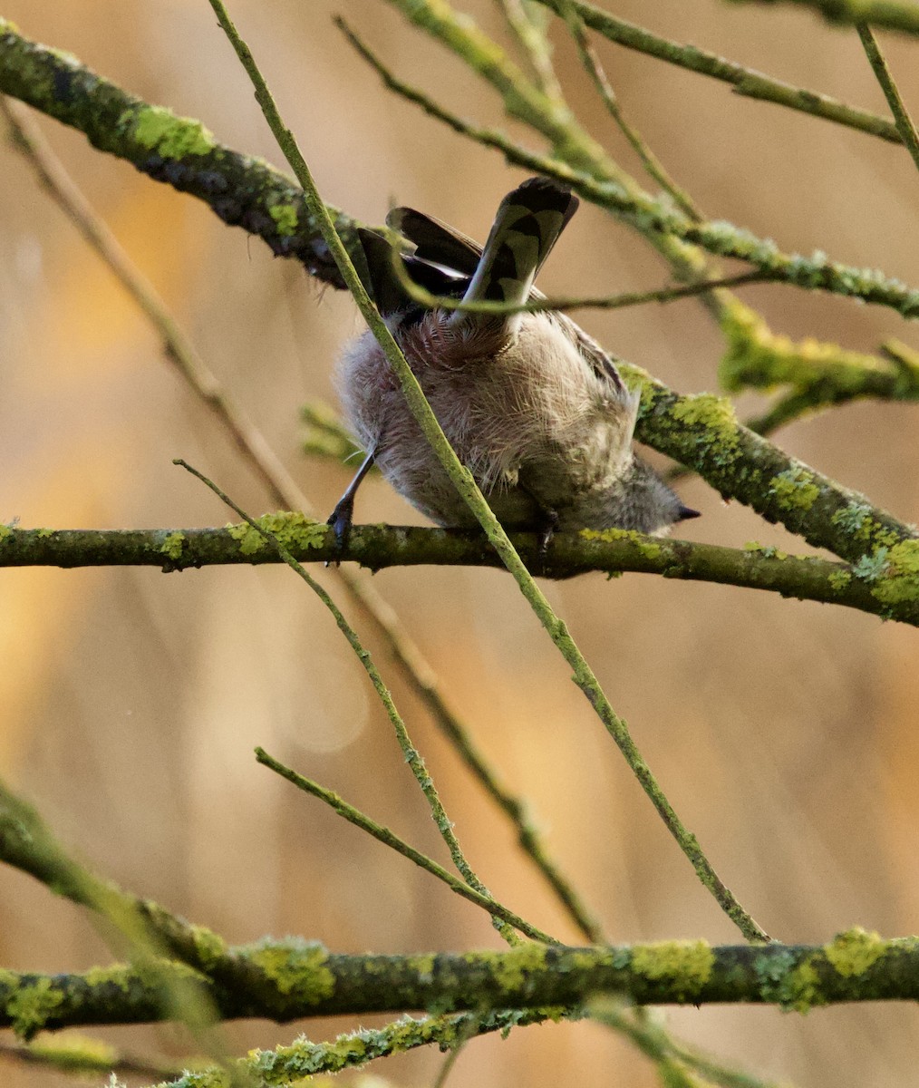 エナガ - ML646700008