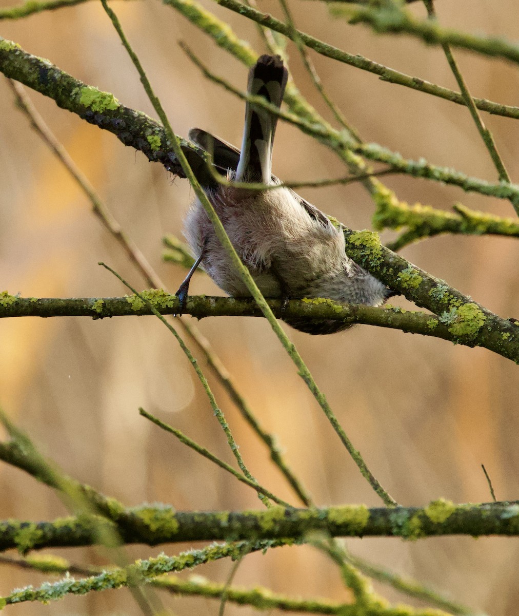 エナガ - ML646700009