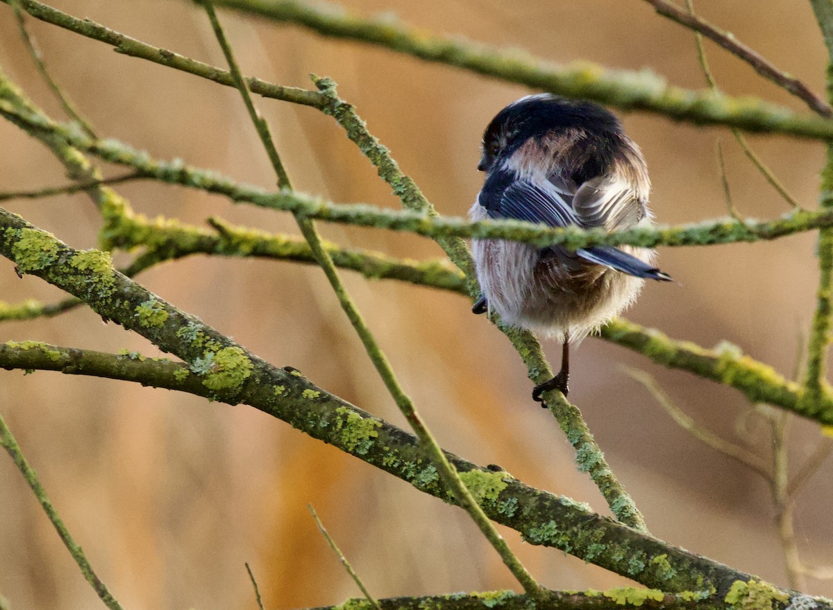 Long-tailed Tit - ML646700010