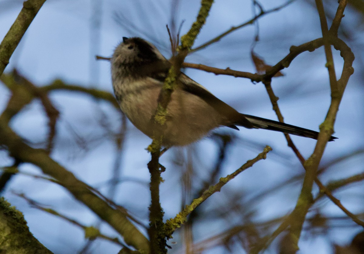 Long-tailed Tit - ML646700011