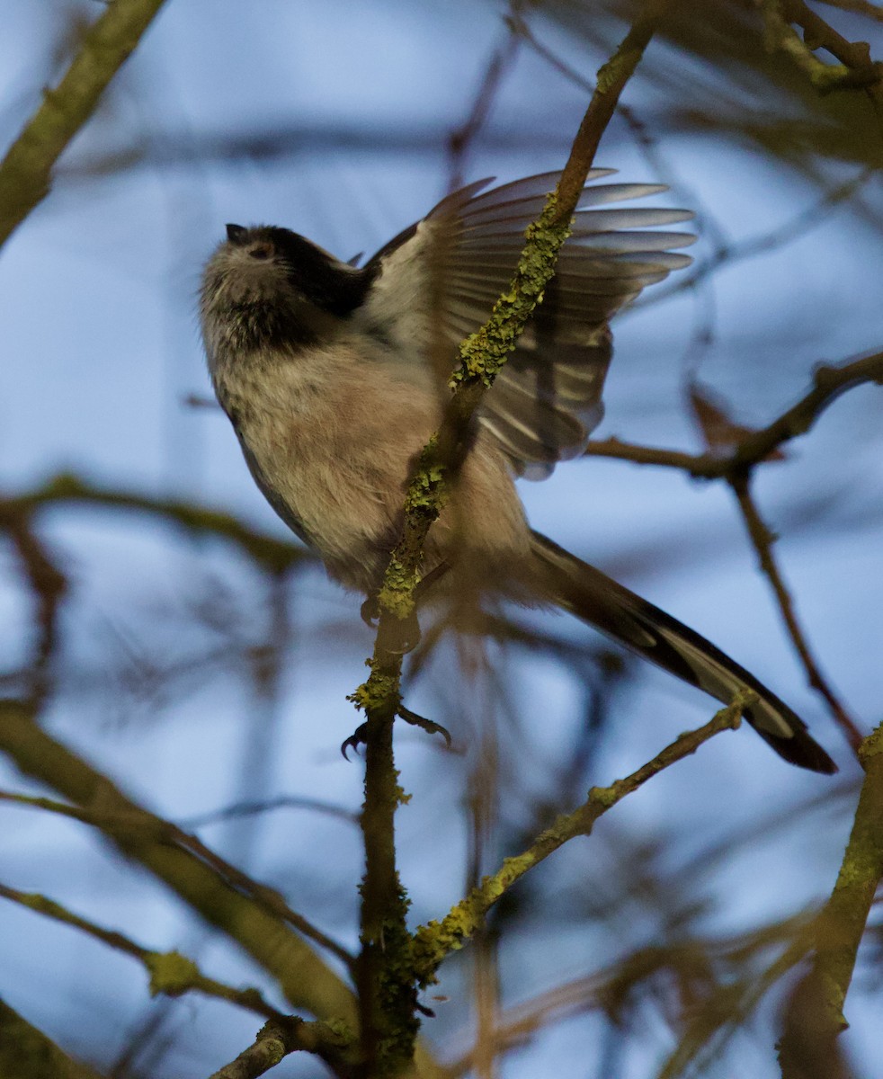 Long-tailed Tit - ML646700012